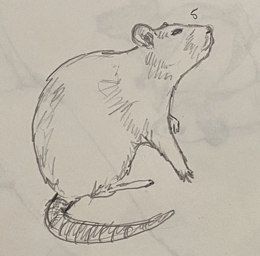 a drawing of a rat sitting, one paw up, head tilted slightly to the side