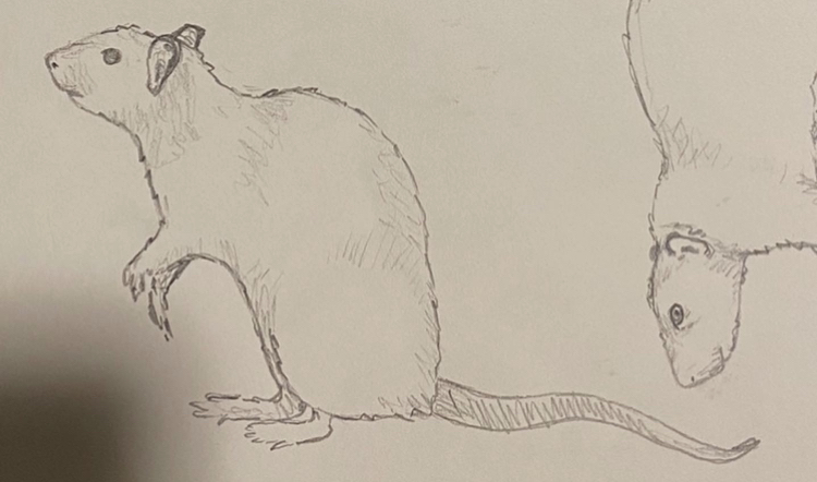 a drawing of a rat sitting on its haunches, paws up