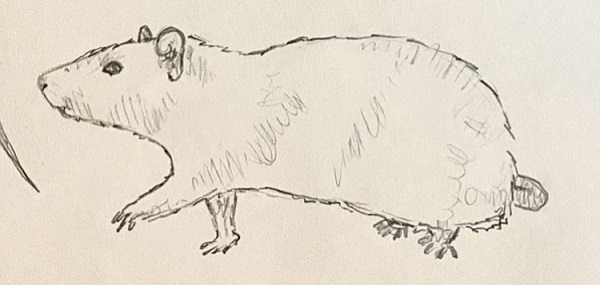 a drawing of a rat walking, one paw raised in stride