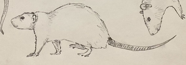 a drawing of a rat walking, mid-stride